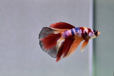 Beta balığı Fancy Nemo Şeker Galaksisi Tayland 'dan yarım ay kuyruğu, yalıtılmış gri arka planda savaşan Siyam balığı.