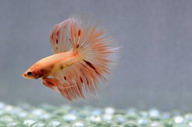 Beta balığı Fancy Vanda ya da Havai fişek Tayland 'dan yarım ay kuyruğu, izole edilmiş gri arka planda savaşan Siyam balığı.