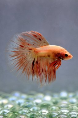 Beta balığı Fancy Vanda ya da Havai fişek Tayland 'dan yarım ay kuyruğu, izole edilmiş gri arka planda savaşan Siyam balığı.