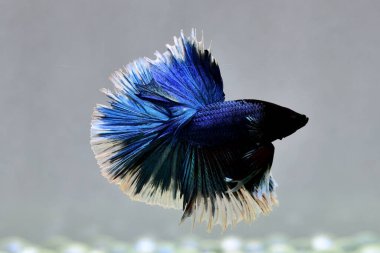 Beta balığı Süslü Mavi Kelebek Tayland 'dan yarım ay kuyruğu, izole edilmiş mavi ya da gri arka planda savaşan Siyam balığı.