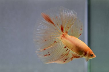 Beta balığı Fancy Vanda ya da Havai fişek Tayland 'dan yarım ay kuyruğu, izole edilmiş gri arka planda savaşan Siyam balığı.