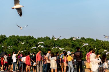 Güzel gökyüzünde uçan martılar, yakınlardaki bir turist tarafından beslenen yiyeceklerin peşinde koşuyorlar. Bangpu, Samut Prakan, Tayland - 30 Kasım 2024 : 