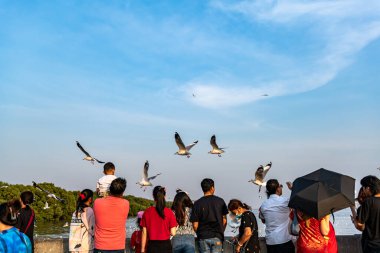 Güzel gökyüzünde uçan martılar, yakınlardaki bir turist tarafından beslenen yiyeceklerin peşinde koşuyorlar. Bangpu, Samut Prakan, Tayland - 30 Kasım 2024 : 