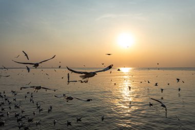 Akşamları, güzel arka planda ve alacakaranlık sahnesinde farklı tonlarda martılar güzel manzaralar boyunca uçar..