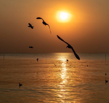 Akşamları, güzel arka planda ve alacakaranlık sahnesinde farklı tonlarda martılar güzel manzaralar boyunca uçar..