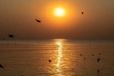 Akşamları, güzel arka planda ve alacakaranlık sahnesinde farklı tonlarda martılar güzel manzaralar boyunca uçar..