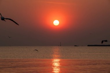 Akşamları, güzel arka planda ve alacakaranlık sahnesinde farklı tonlarda martılar güzel manzaralar boyunca uçar..