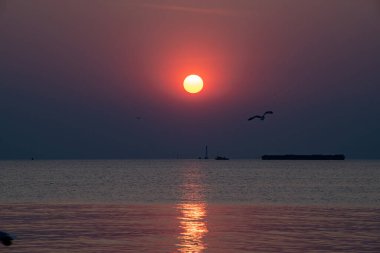 Akşamları, güzel arka planda ve alacakaranlık sahnesinde farklı tonlarda martılar güzel manzaralar boyunca uçar..