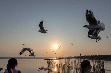 Akşamları, güzel arka planda ve alacakaranlık sahnesinde farklı tonlarda martılar güzel manzaralar boyunca uçar..