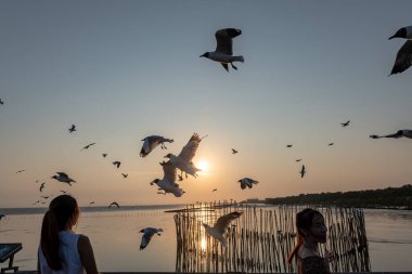 Akşamları, güzel arka planda ve alacakaranlık sahnesinde farklı tonlarda martılar güzel manzaralar boyunca uçar..