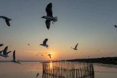 Akşamları gün batımının güzel manzarası farklı ses tonlarıyla, genel amaçlar için iyidir..