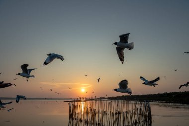 Akşamları gün batımının güzel manzarası farklı ses tonlarıyla, genel amaçlar için iyidir..