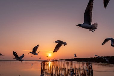 Akşamları gün batımının güzel manzarası farklı ses tonlarıyla, genel amaçlar için iyidir..