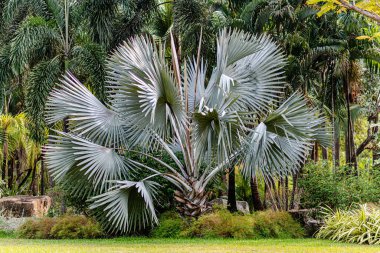 Parktaki gümüş bismarck palmiyesi