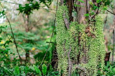 Nikel dizisi Nickels Bitkisi veya Nickels Dizisi, Dischidia Nummularia 'nın küçük yuvarlak yeşil-gümüş yaprakları vardır..