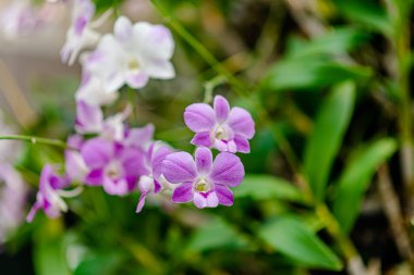 Güzel Tayland Orkide çiçekleri ya da beyaz, mor renkli grup ya da yeşil doğal veya bulanık arkaplanlı açık pembe