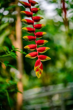 Haliconia flower, the hanging lobster claw or false bird of paradise on green background clipart