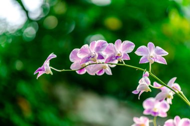 Güzel Tayland Orkide çiçekleri ya da beyaz, mor renkli grup ya da yeşil doğal veya bulanık arkaplanlı açık pembe