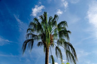 Parktaki palmiye ağacı