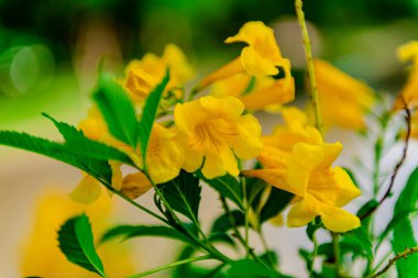 Sarı çan ya da sarı yaşlı ya da trompet sarmaşığı, arka planda doğal yeşil bitkiler olarak kullanılır.
