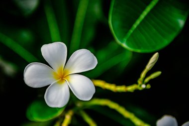 Plumeria ağacındaki Beyaz Plumeria ya da yeşil yapraklı Plumeria çiçekleri