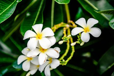 Plumeria ağacındaki Beyaz Plumeria ya da yeşil yapraklı Plumeria çiçekleri