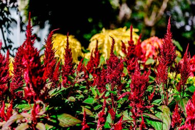 Horoz tarağı, parktaki Çin kırmızı çiçeği.