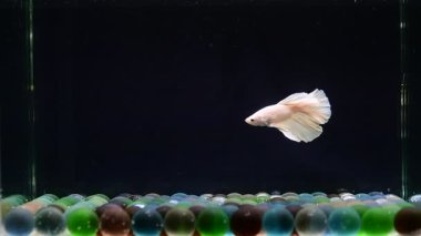 Beta balığı Fancy White Halfmoon Tayland 'dan gelen uzun kuyruklu Siyam savaşan balıkları Kara Arkaplan' da izole edilmiş.