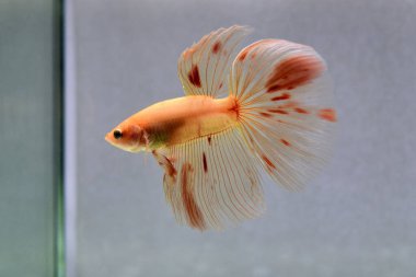 Beta balığı Süslü Vanda ya da Havai fişek Tayland 'dan yarım ay kuyruklu, izole gri arka planda savaşan Siyam balığı.