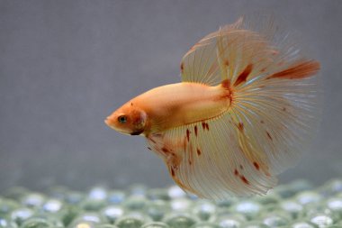 Beta balığı Süslü Vanda ya da Havai fişek Tayland 'dan yarım ay kuyruklu, izole gri arka planda savaşan Siyam balığı.