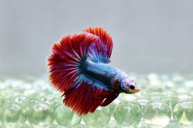 Beta balığı Süslü kırmızı mavi yarım ay Tayland 'dan uzun kuyruk, izole gri arka planda savaşan siyam balığı.