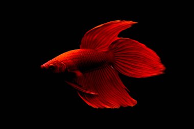 Tayland 'dan Kraliyet Kızıl İmparatoru Peçe Kuyruklu Beta balığı, Kara arka planda savaşan Siyam balığı.