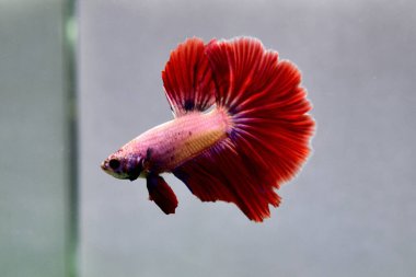 Beta balığı Fancy Pembe Yarım Ay Tayland 'dan uzun kuyruklu, izole gri arka planda savaşan Siyam balığı.