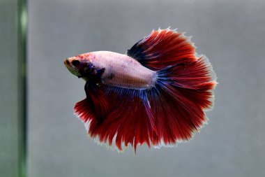Beta balığı süslü kırmızı pembe yarım ay Tayland 'dan uzun kuyruk, izole gri arka planda savaşan siyam balığı.