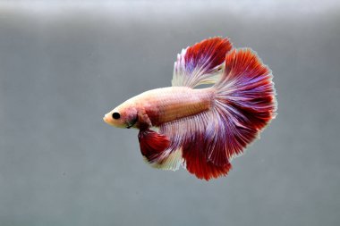 Beta balığı Fancy Pembe Yarım Ay Tayland 'dan uzun kuyruklu, izole gri arka planda savaşan Siyam balığı.