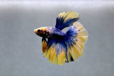 Beta balığı Süslü İsveç Hardal Ayı Tayland 'dan uzun kuyruk, izole gri arka planda savaşan Siyam balığı.