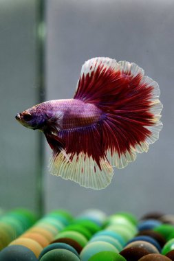 Beta balığı Fancy Pembe Yarım Ay Tayland 'dan uzun kuyruklu, izole gri arka planda savaşan Siyam balığı.