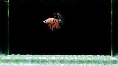 Beta balığı Tayland 'dan Fancy Nemo Halfmoon, Kara arka planda savaşan Siyam balığı