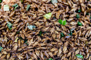 Tayland 'da sokak yemeklerinde satılan çeşitli malzemelerle karışık haşlanmış böcekler..