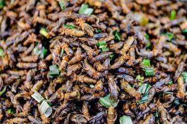 Tayland 'da sokak yemeklerinde satılan çeşitli malzemelerle karışık haşlanmış böcekler..