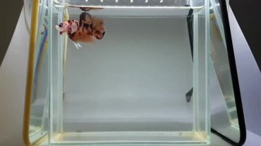 Tayland 'dan farklı tonda Beta balığı Yarıayı ya da gri arka planda izole edilmiş Siyam dövüş balığı