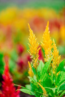 Parkta büyüyen Celosia Plumosa bitkileri veya çiçekler, bulanık arka plan konsepti ile seçici odak.