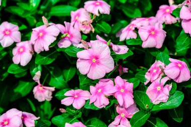 Doğal konseptte arka plan dokusu olarak Cayenne yasemin çiçekleri.