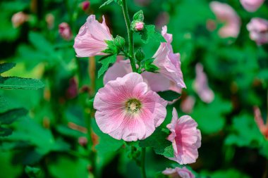 Güzel bokeh ya da bulanık arkaplanı olan hoş bir çiçek.