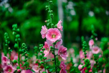 Güzel bokeh ya da bulanık arkaplanı olan hoş bir çiçek.