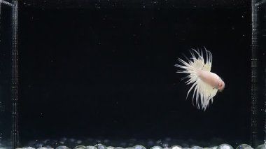 Tayland 'dan beyaz platin kuyruklu Beta balığı, siyah arka planda izole edilmiş siyam balığı.