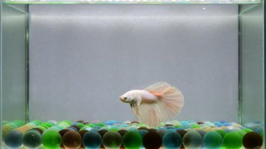 Pembe soğurmalı beta balığı Fancy White Platinum Tayland 'dan yarım ay kuyruğu, izole edilmiş gri arka planda Siyam dövüş balığı.
