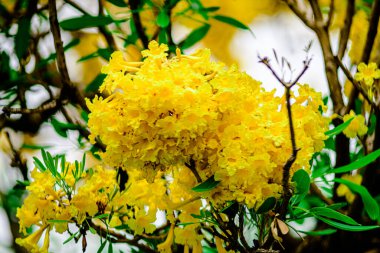 Trompet çiçeği, Chatuchak Park 'ta altın ağacı, Tayland' da yazın doğanın güzelliği..