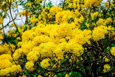 Trompet çiçeği, Chatuchak Park 'ta altın ağacı, Tayland' da yazın doğanın güzelliği..