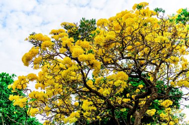 Trompet çiçeği, Chatuchak Park 'ta altın ağacı, Tayland' da yazın doğanın güzelliği..